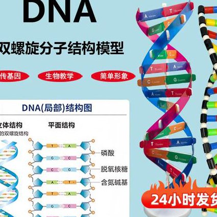 10分钟快速了解生物学 - DNA结构