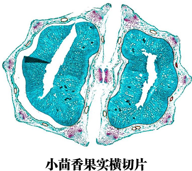 四川大学 口腔解剖生理学课程 - 显微结构
